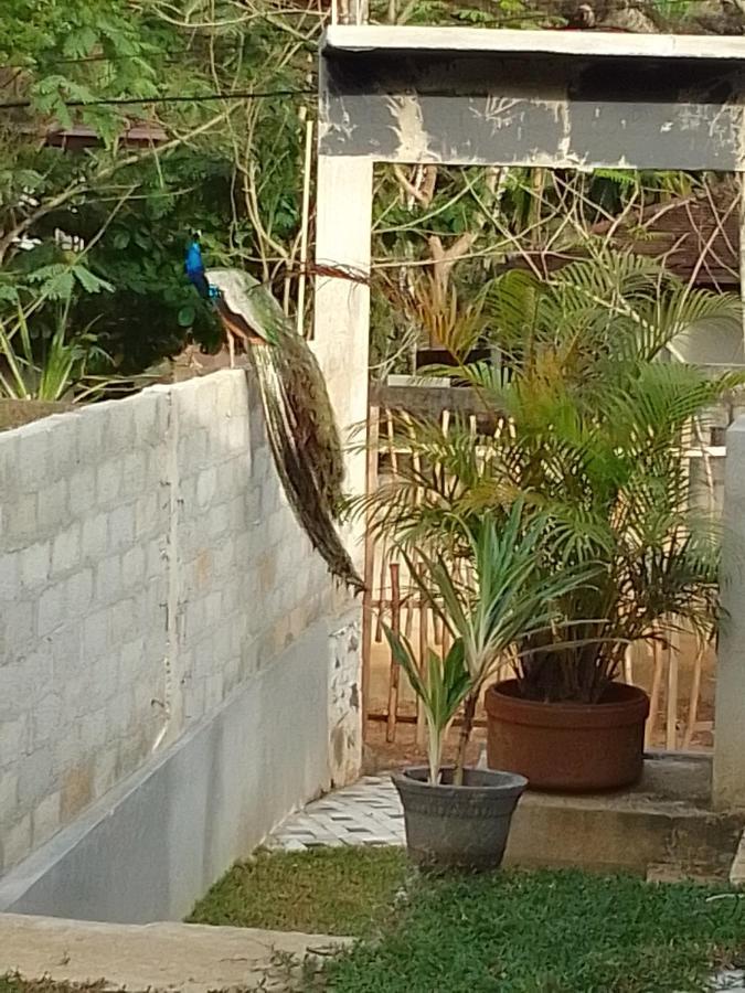 Peacock Garden Bed and Breakfast Tangalle Buitenkant foto