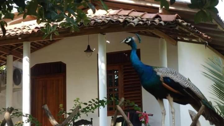 Peacock Garden Bed and Breakfast Tangalle Buitenkant foto