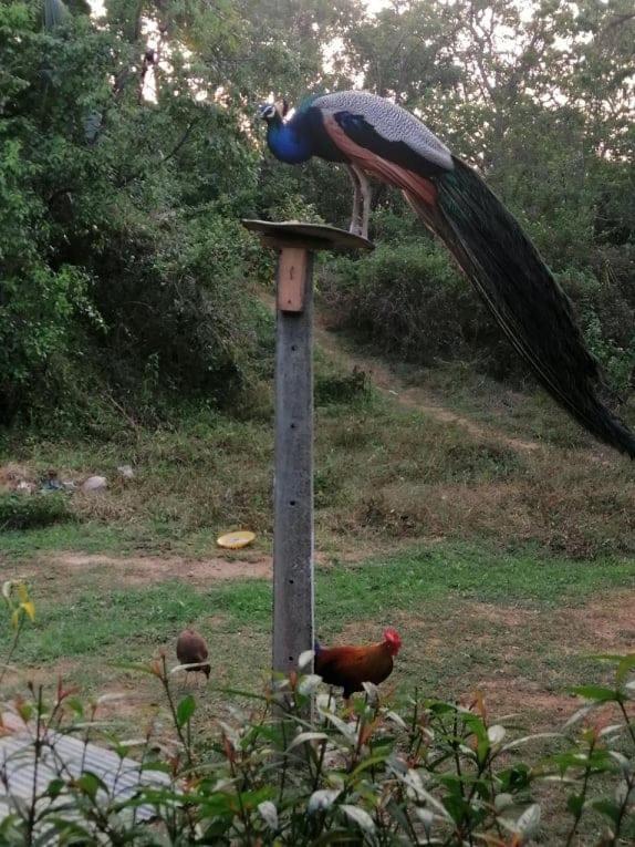 Peacock Garden Bed and Breakfast Tangalle Buitenkant foto